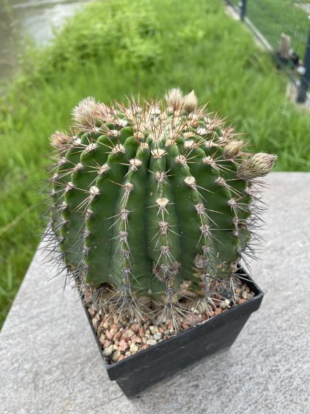 Acanthocalycium klimpelianum